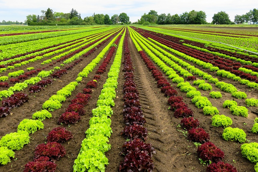 Ein Feld mit Salaten