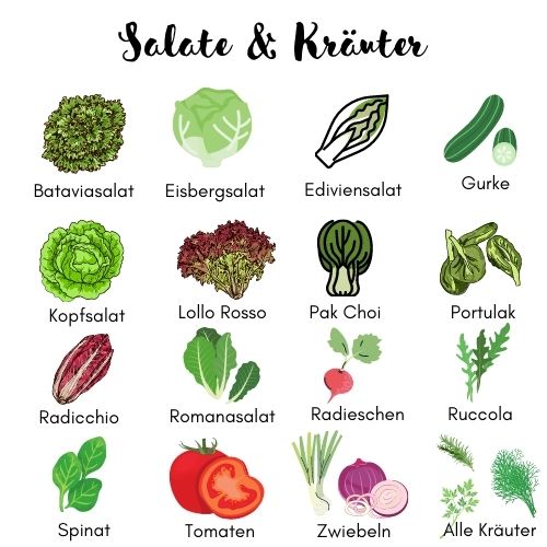 Der Saisonkalender im Sommer für Salat und Kräuter.